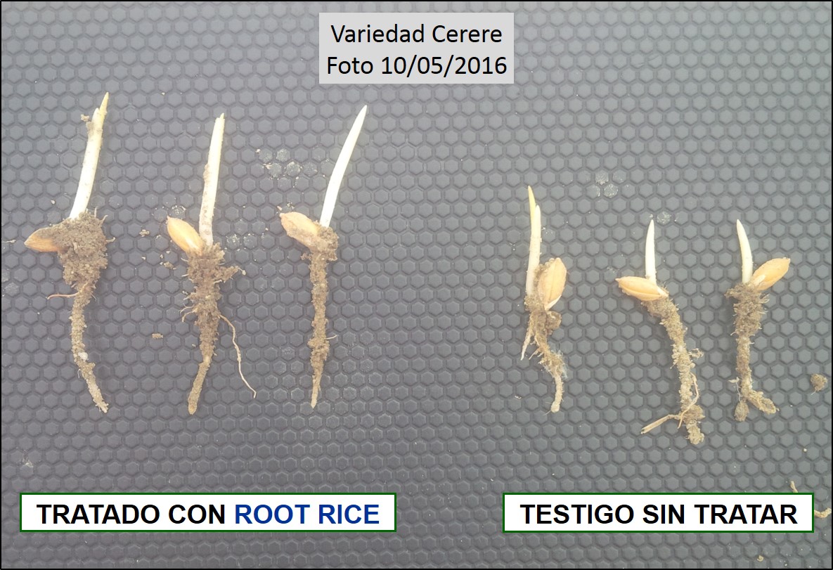 Comparación de las plantas de arroz tratadas con ROOT RICE frente a Testigo